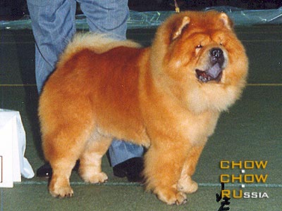 Chow-chow AMBASSADOR V.H. VENNE-DORP. - AMBASSADOR V.H. VENNE-DORP