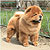 - chow-chow