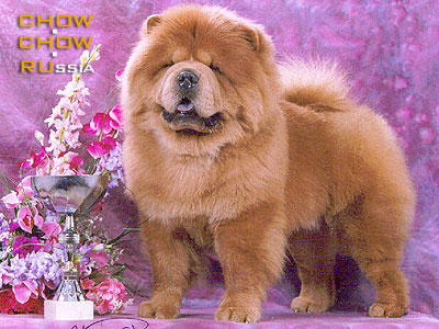 Chow-chow AVGIT DUNFAN SHO. -   