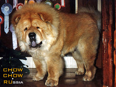 Chow-chow BAYTOR BALAKIREV. -  