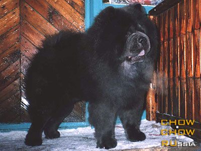 Chow-chow BAYTOR BLUE ROMEO. -   