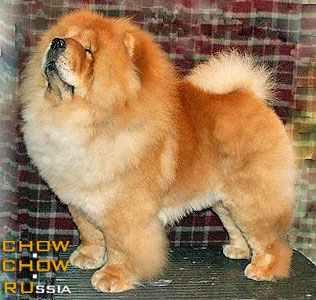 -   . Chow-chow BON TRIUMPH DANILA