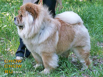 -   . Chow-chow BON TRIUMPH UVERTURA