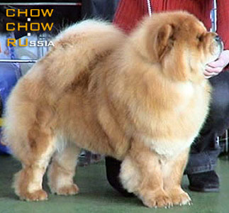 -   . Chow-chow BON TRIUMPH ALISA