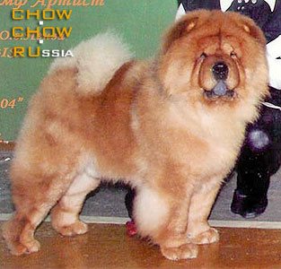 ���-��� ��� ������ ������. Chow-chow BON TRIUMPH ARTIST