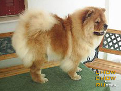 -   . Chow-chow BON TRIUMPH AVARIA