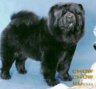 ���-��� ��� ������ �������. Chow-chow BON TRIUMPH DELORESS