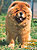 чау-чау chow-chow