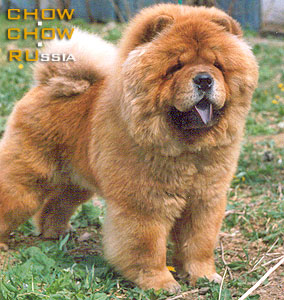 Chow-chow DAWNANDA DISTINGUISHED DON. -   