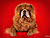 - chow-chow