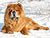 - chow-chow