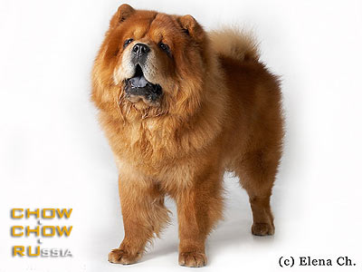 Chow-chow JOFFRUA LASFO CHRIS. -   