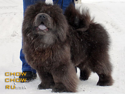 Chow-chow IRIN'S AKVAMARIN TIARA ROSSYP SEREBRA. - '    