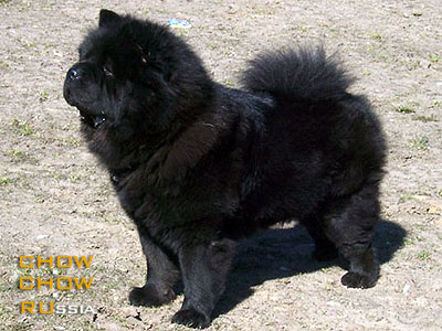 Chow-chow JUSEIDZH. - .