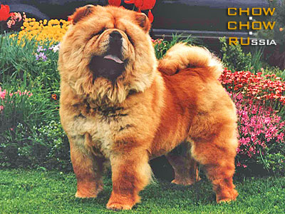 Chow-chow KJA VAN LI EISJULI. -    