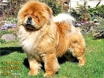 Chow-chow KJA VAN LI ENSHAN. -    