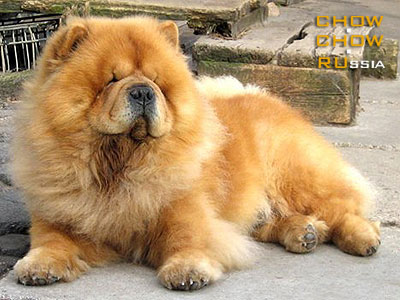 Chow-chow KJA VAN LI SHINDAO. -    