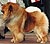 чау-чау chow-chow
