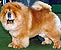 - chow-chow
