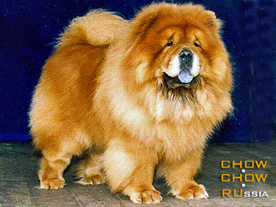 -  . Chow-chow MAFUSAIL INSANTA