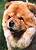 - chow-chow