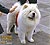 - chow-chow