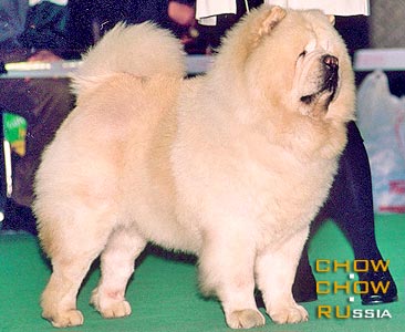 Chow-chow MI-PAO'S DEVON CREAM. - -  