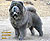 - chow-chow