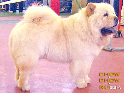 Chow-chow SIMAUTA DESS CAVAJI. -   