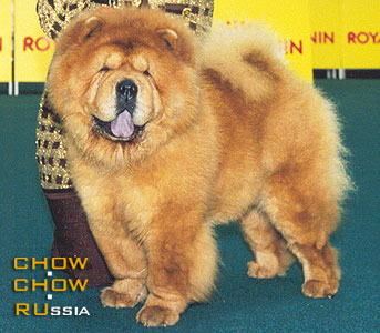 Chow-chow TREVENNEN RUSSETT OF BAYTOR. -    