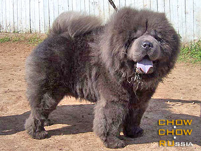 Chow-chow TSVETOK ELFOV BLUE BON PARI. ���-��� ������ ������ ��� ��� ����