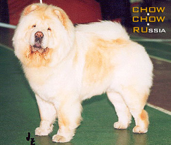 Chow-chow VALENSIA BEAUTIFUL. -  