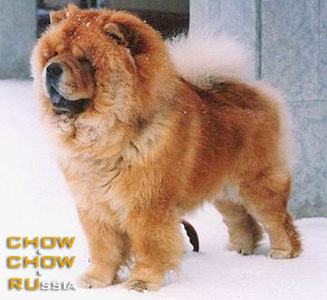 Chow-chow ZEMLYANICHNYI LIKER S ZOLOTYKH POLEY. -     