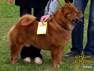 Chow-chow ABRIKOTIN SMOOTH LOVE STORY. -    