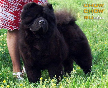 Chow-chow AY CHING LASKOVOE SOLNTSE. -    