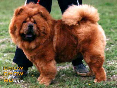 Chow-chow AISANSHI. - 