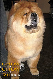 Chow-chow AKIKA FIME LADY NIKA. -    .