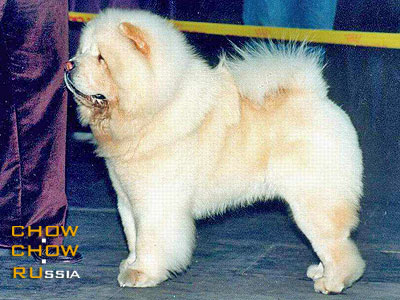 Chow-chow ALKMENA ORFI. -  