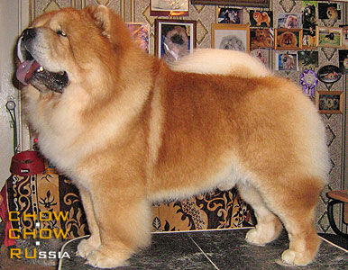 Chow-chow ALKMENA SHON. -  