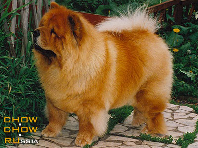 Chow-chow ALKMENA KAINA. -  