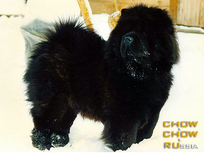 Chow-chow ALKMENA KLAUDIA. -  