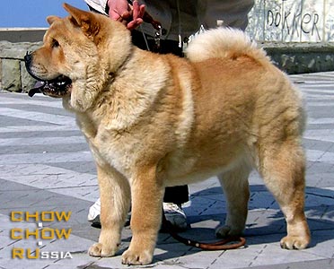 Chow-chow AMALIA VELYUR IZ SOKOLOVO. -    