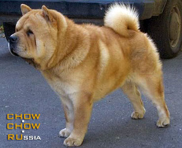 Chow-chow AMARIL SMOOTH SOKOLOVSKII. -   