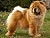 - chow-chow