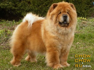 Chow-chow ANABEL KOROLEVA CHARDASHA. -   