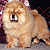 - chow-chow