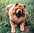 - chow-chow