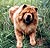 - chow-chow