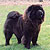 - chow-chow