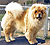 чау-чау chow-chow